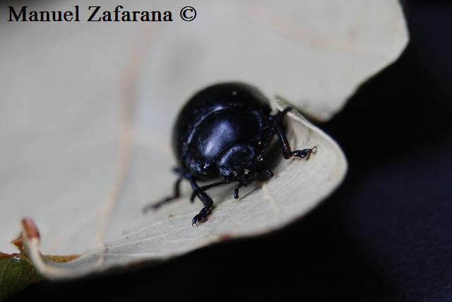 Chrysolina...inflata?